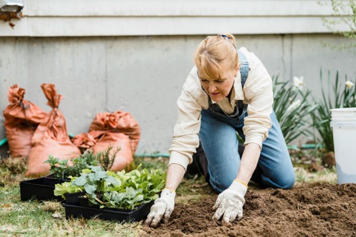 Freshly mulched garden bed showcasing healthy plants and improved soil moisture retention.