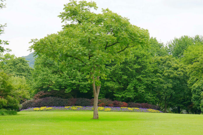 A lush backyard featuring the best shade trees, providing ample coverage with vibrant foliage and a relaxing, cool outdoor environment.