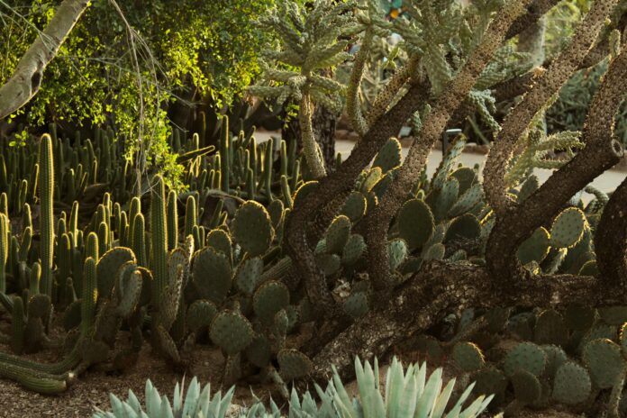 Drought-tolerant landscaping featuring native plants, gravel pathways, and a water-efficient design for a sustainable outdoor space.