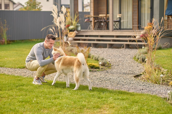 A well-designed pet-friendly yard featuring safe plants, soft grass, shaded areas, and pet-friendly pathways for a happy and secure outdoor space.