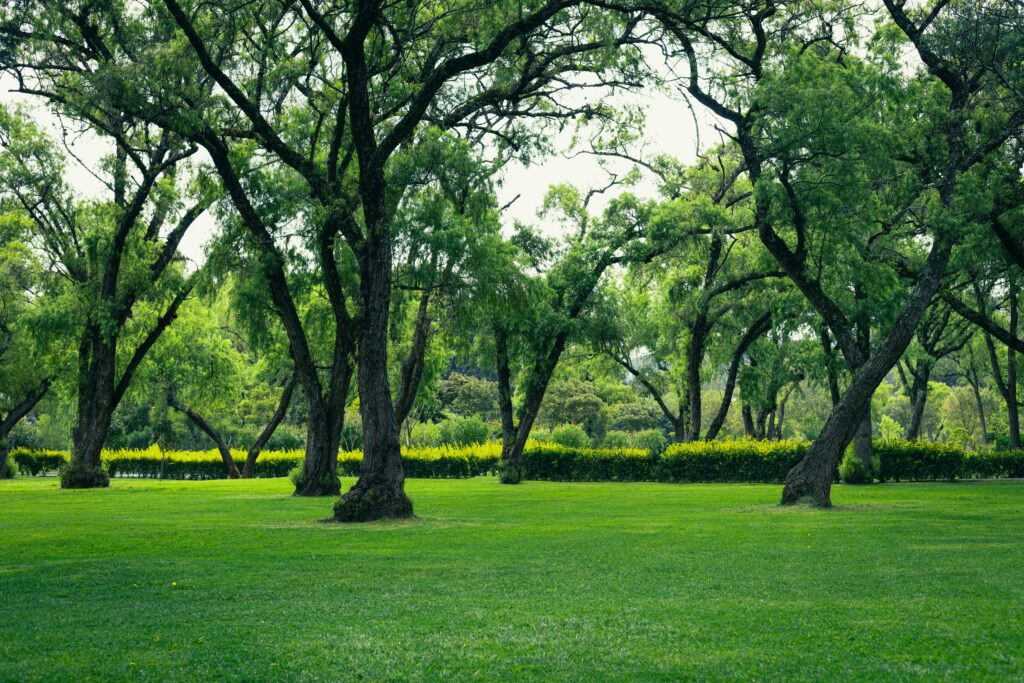 Best Shade Trees for a Cooler