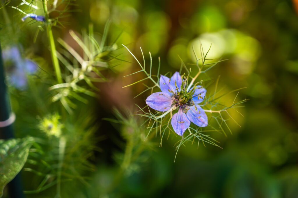 Native Plants for Wildlife